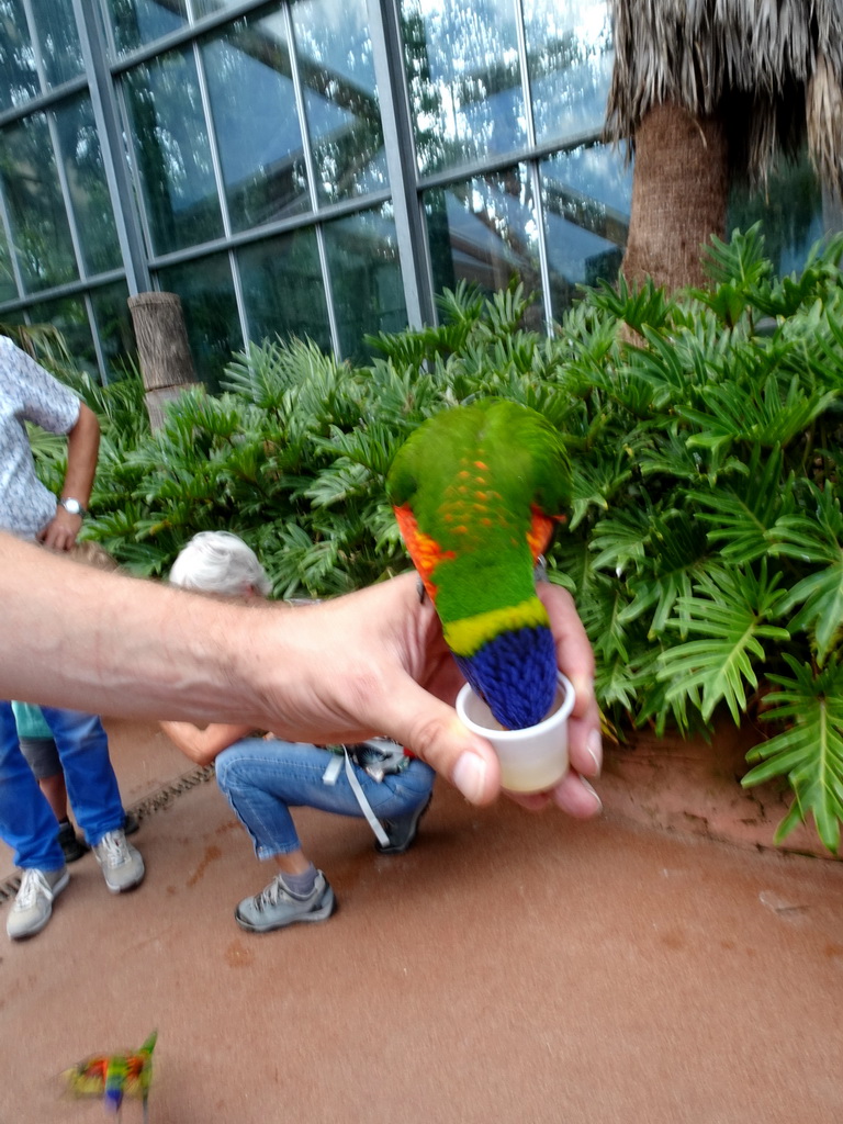 Tim with a Rainbow Lori at the Lori Landing building at the Vogelpark Avifauna zoo