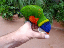 Tim with a Rainbow Lori at the Lori Landing building at the Vogelpark Avifauna zoo