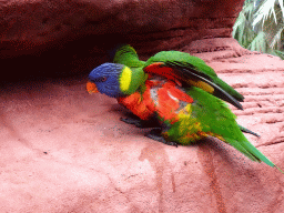 Rainbow Loris at the Lori Landing building at the Vogelpark Avifauna zoo