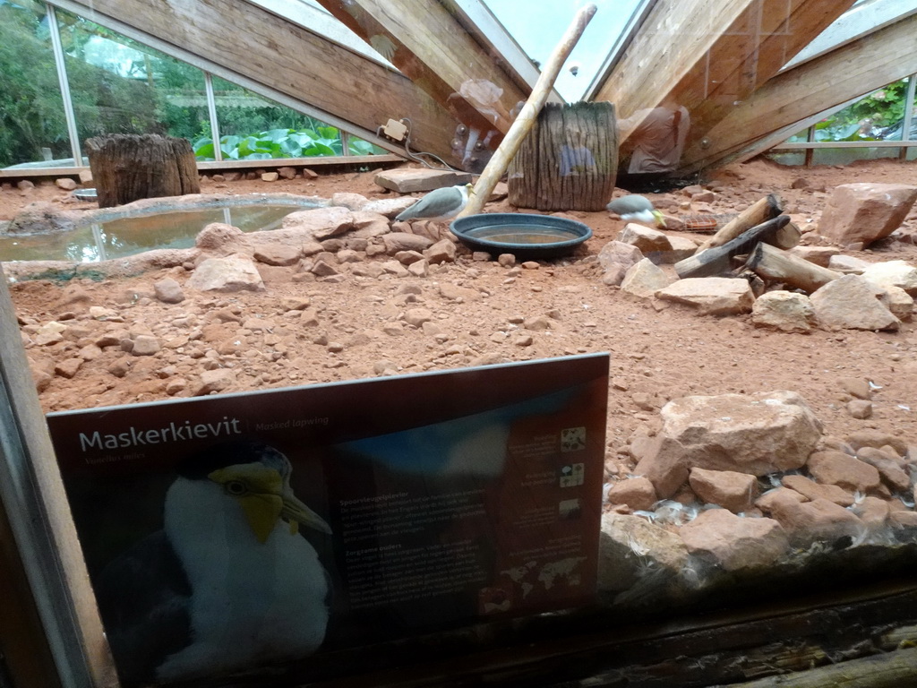 Masked Lapwings at the Lori Landing building at the Vogelpark Avifauna zoo, with explanation