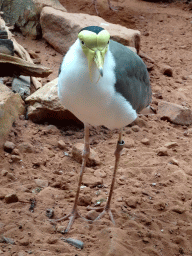 Masked Lapwing at the Lori Landing building at the Vogelpark Avifauna zoo