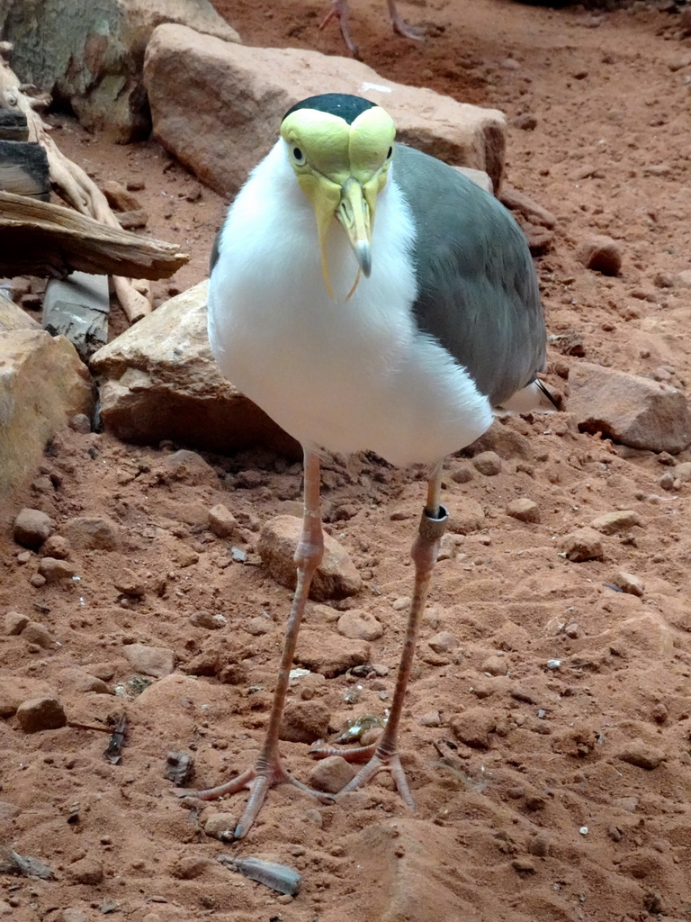 Masked Lapwing at the Lori Landing building at the Vogelpark Avifauna zoo