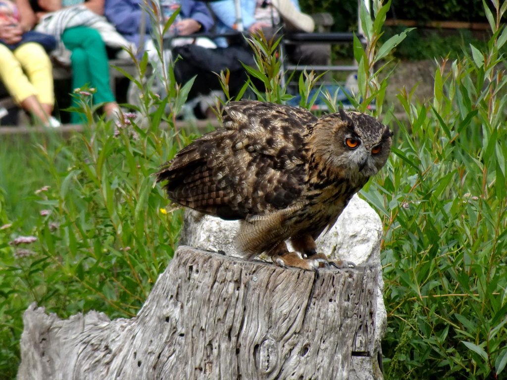 Eurasian Eagle-owl at the Vogelpark Avifauna zoo, during the bird show