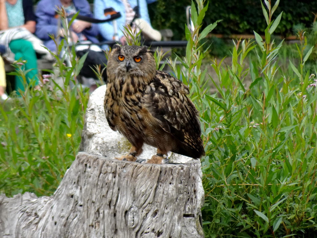 Eurasian Eagle-owl at the Vogelpark Avifauna zoo, during the bird show