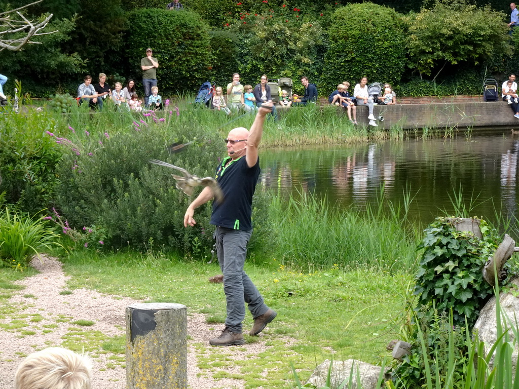 Zookeeper with a Black Kite at the Vogelpark Avifauna zoo, during the bird show