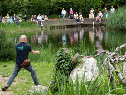 Zookeeper with a Black Kite at the Vogelpark Avifauna zoo, during the bird show