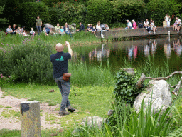 Zookeeper with a Black Kite at the Vogelpark Avifauna zoo, during the bird show