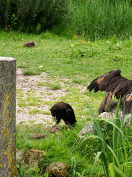 Birds at the Vogelpark Avifauna zoo, during the bird show