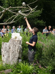 Zookeeper with Blue-winged Kookaburras at the Vogelpark Avifauna zoo, during the bird show