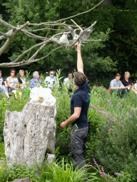 Zookeeper with Blue-winged Kookaburras at the Vogelpark Avifauna zoo, during the bird show