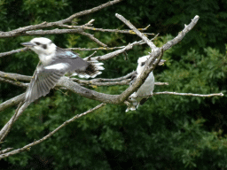 Blue-winged Kookaburras at the Vogelpark Avifauna zoo, during the bird show