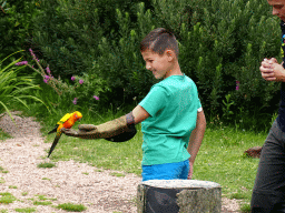 Child with a Parakeet at the Vogelpark Avifauna zoo, during the bird show
