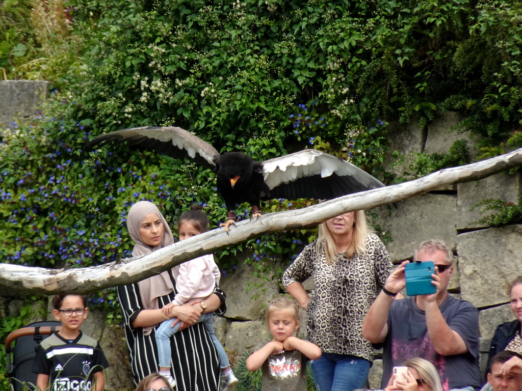 Steller`s Sea Eagle at the Vogelpark Avifauna zoo, during the bird show