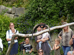 Steller`s Sea Eagle at the Vogelpark Avifauna zoo, during the bird show