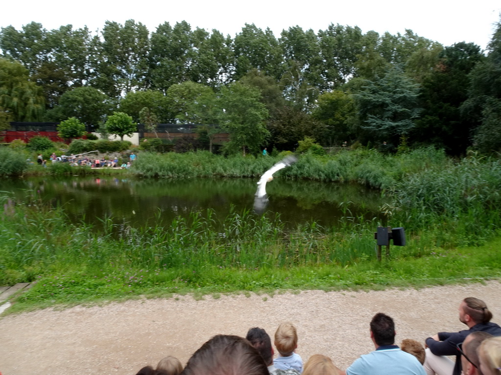 Bird at the Vogelpark Avifauna zoo, during the bird show