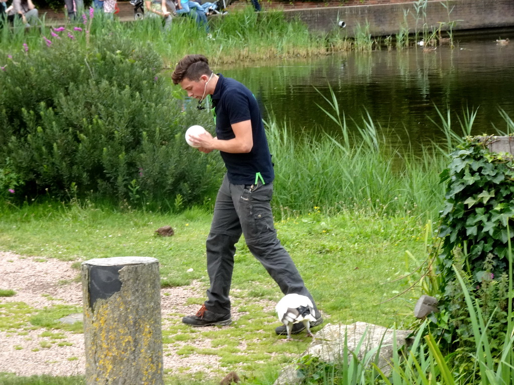 Zookeeper with a bird at the Vogelpark Avifauna zoo, during the bird show