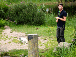 Zookeeper with a bird at the Vogelpark Avifauna zoo, during the bird show