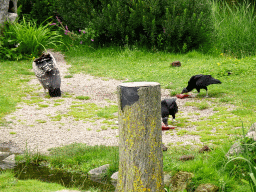 Vultures at the Vogelpark Avifauna zoo, during the bird show
