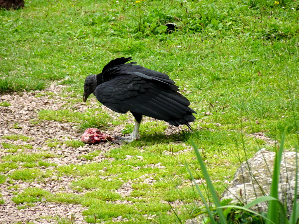 Vulture at the Vogelpark Avifauna zoo, during the bird show