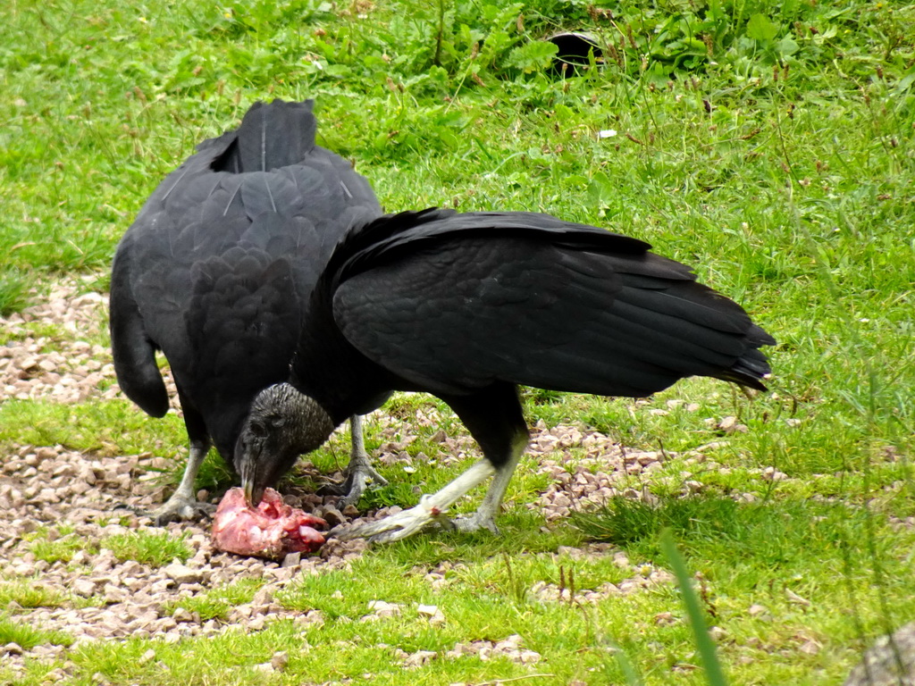 Vultures at the Vogelpark Avifauna zoo, during the bird show