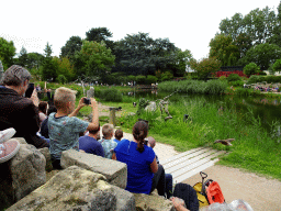 Vultures at the Vogelpark Avifauna zoo, during the bird show