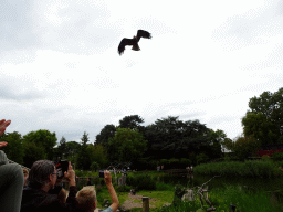 Zookeeper with Vultures at the Vogelpark Avifauna zoo, during the bird show