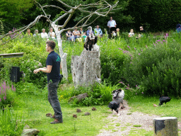 Zookeeper with Vultures at the Vogelpark Avifauna zoo, during the bird show