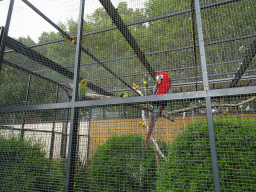 Scarlet Macaw, Great Green Macaws and Parakeets at the Vogelpark Avifauna zoo