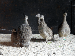 Elegant Crested Tinamous at the Vogelpark Avifauna zoo