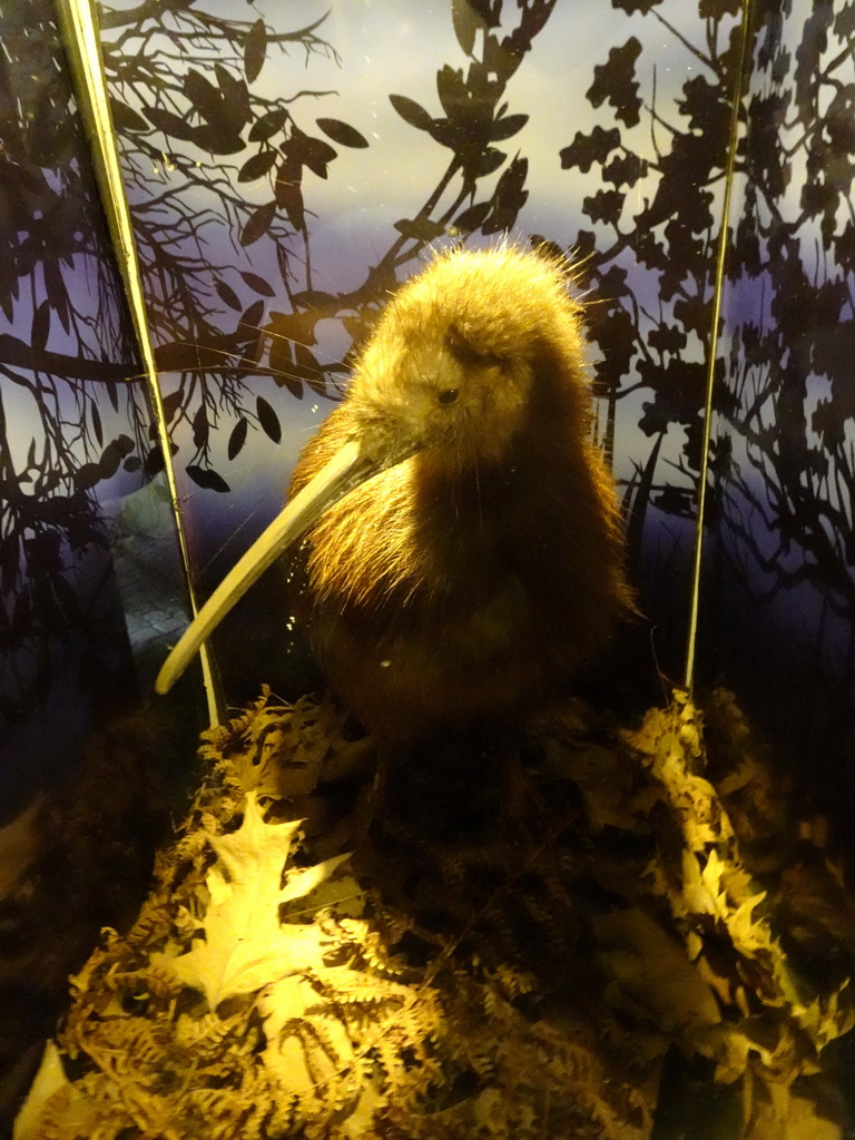 Stuffed North Island Kiwi at the Night Safari building at the Vogelpark Avifauna zoo