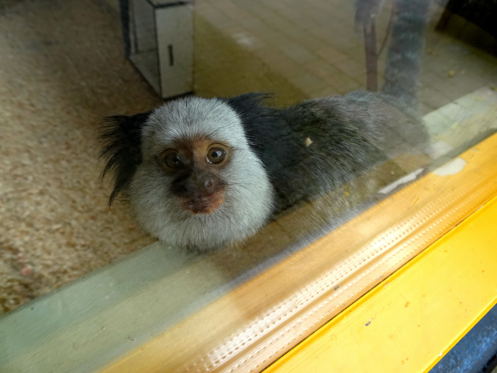 White-headed Capuchin at the Nuboso area at the Vogelpark Avifauna zoo