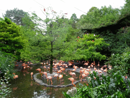 American Flamingos and other birds at the Cuba Aviary at the Vogelpark Avifauna zoo