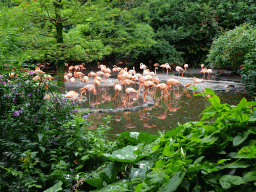 American Flamingos at the Cuba Aviary at the Vogelpark Avifauna zoo