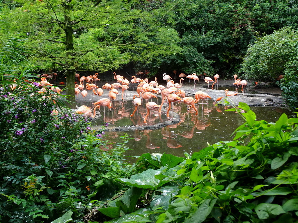 American Flamingos at the Cuba Aviary at the Vogelpark Avifauna zoo