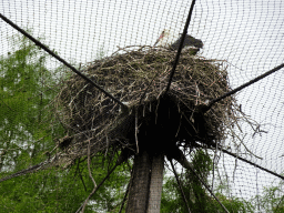 White Stork in its nest on top of the Cuba Aviary at the Vogelpark Avifauna zoo