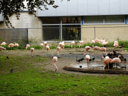 Chilean Flamingos at the Vogelpark Avifauna zoo