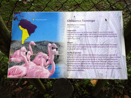 Explanation on the Chilean Flamingo at the Vogelpark Avifauna zoo