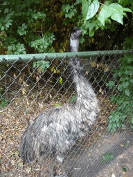 Emu at the Vogelpark Avifauna zoo