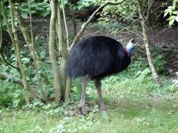 Southern Cassowary at the Vogelpark Avifauna zoo