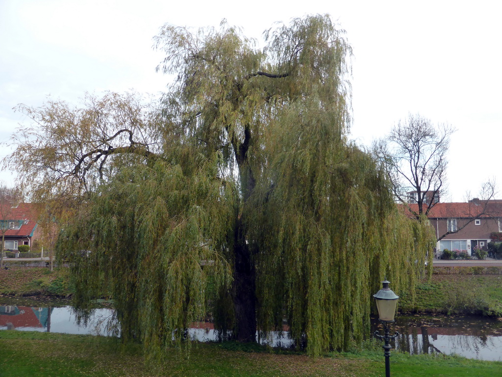 Tree at the Eem river, viewed from the city wall at the Plantsoen Noord path