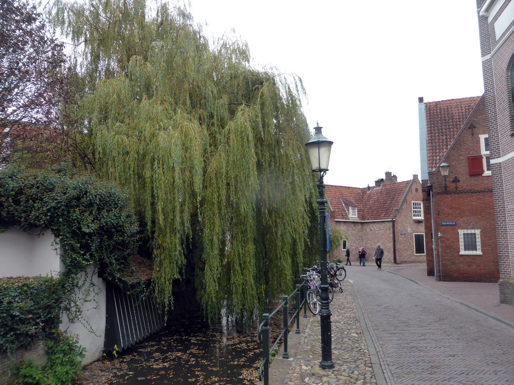 Canal and tree at the Havik street