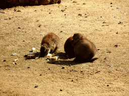 Prairie Dogs at the DierenPark Amersfoort zoo