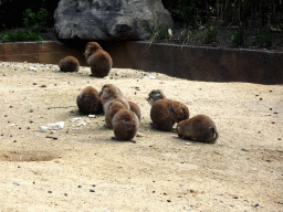 Prairie Dogs at the DierenPark Amersfoort zoo