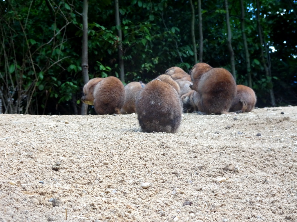 Prairie Dogs at the DierenPark Amersfoort zoo