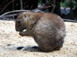 Prairie Dog at the DierenPark Amersfoort zoo