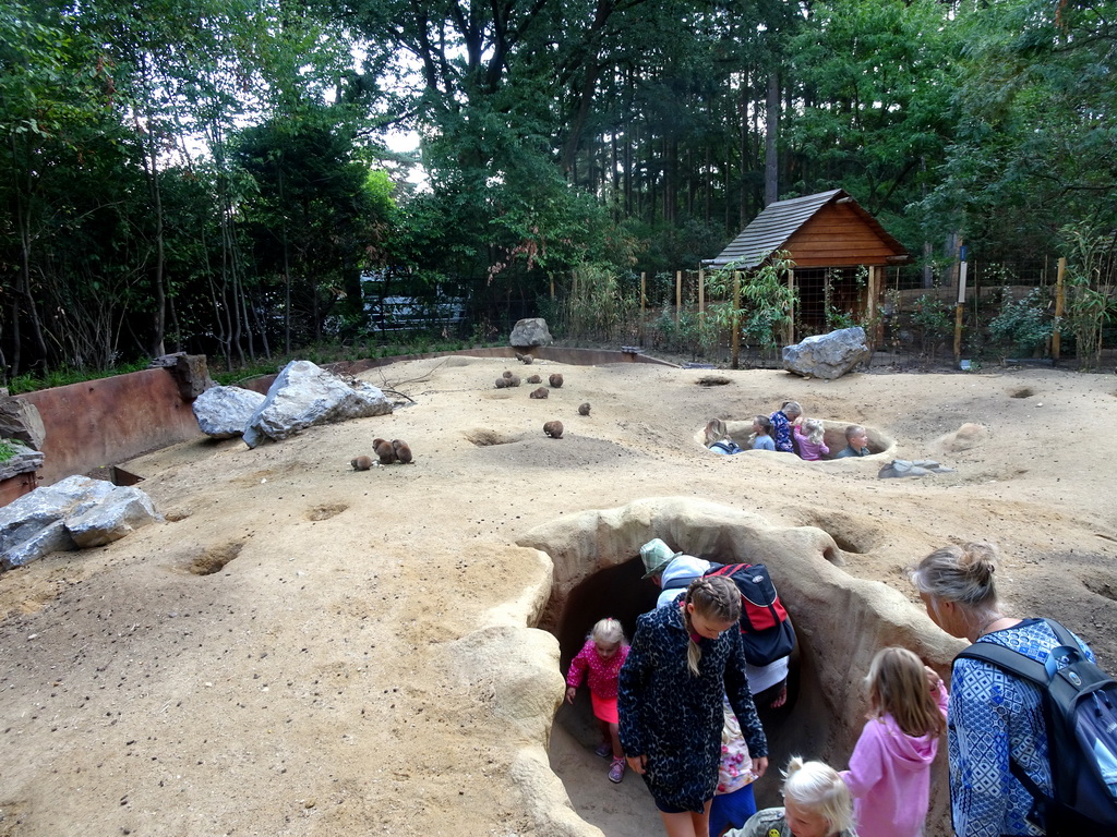 Prairie Dogs at the DierenPark Amersfoort zoo