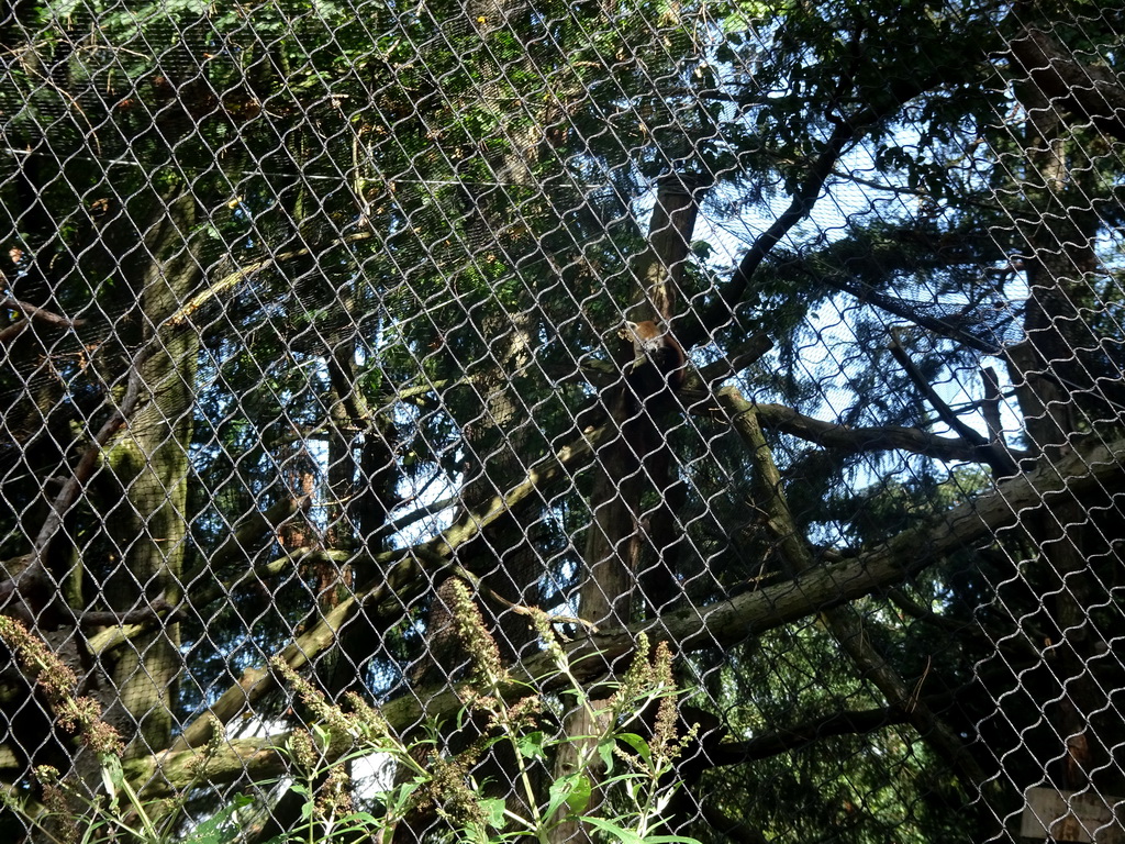 Red Panda at the DierenPark Amersfoort zoo