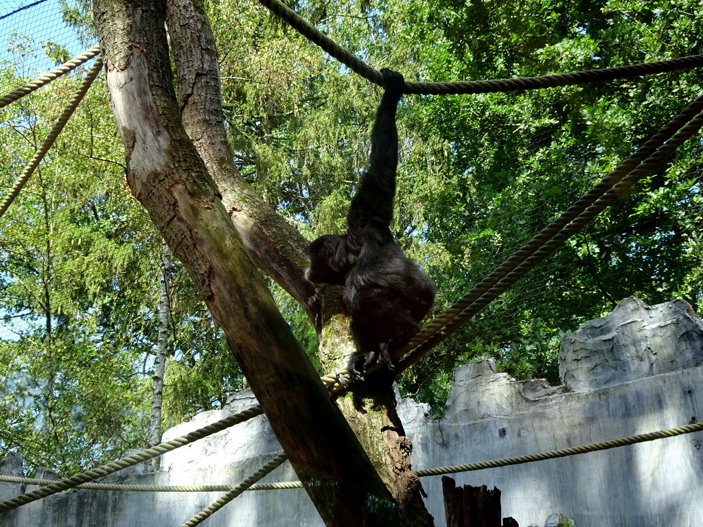 Siamang at the DierenPark Amersfoort zoo