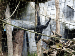 Siamang at the DierenPark Amersfoort zoo