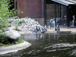 African Penguins at the DierenPark Amersfoort zoo